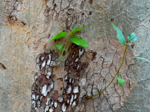 P1060427lower - Copy