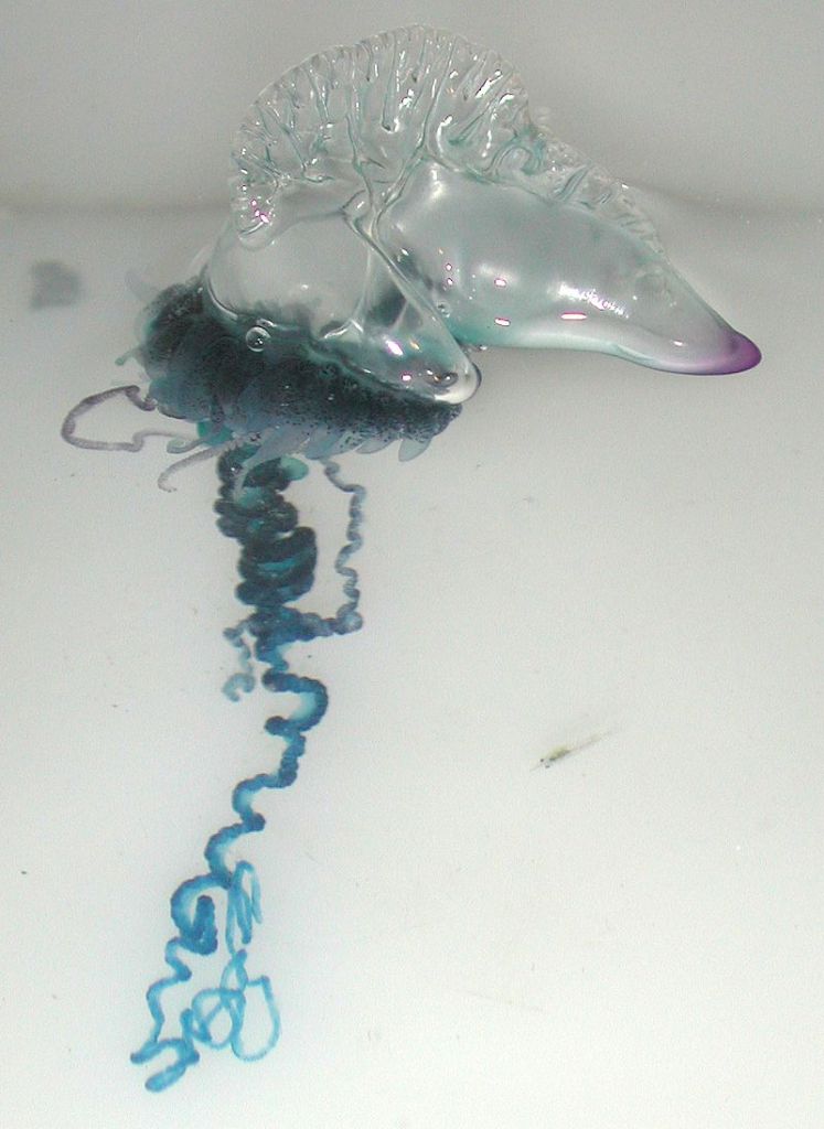 Portuguese_Man-O-War_(Physalia_physalis)