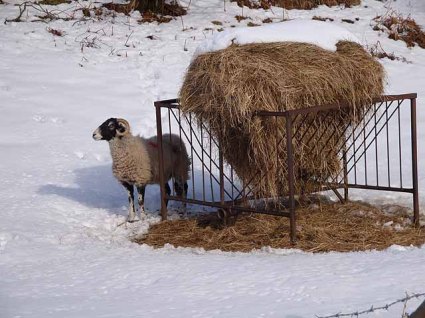 Snow-covered_hay-rick_and_forlorn_sheep_-_geograph.org.uk_-_1160991